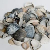 Schelpen blauw/grijs