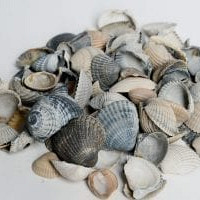 Schelpen blauw/grijs